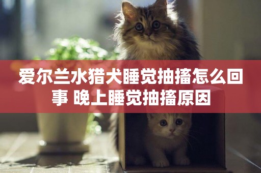 愛爾蘭水獵犬睡覺抽搐怎么回事 晚上睡覺抽搐原因