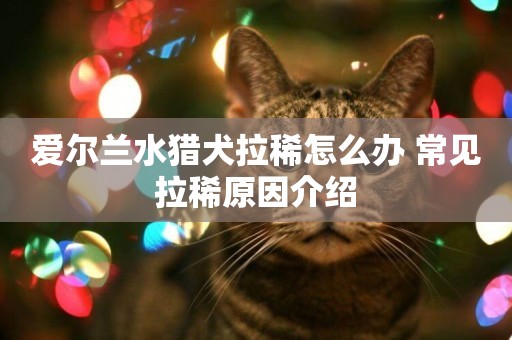 愛爾蘭水獵犬拉稀怎么辦 常見拉稀原因介紹