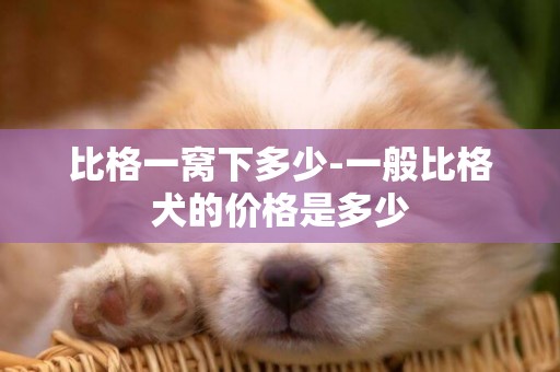 比格一窩下多少-一般比格犬的價格是多少