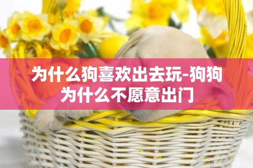 為什么狗喜歡出去玩-狗狗為什么不愿意出門