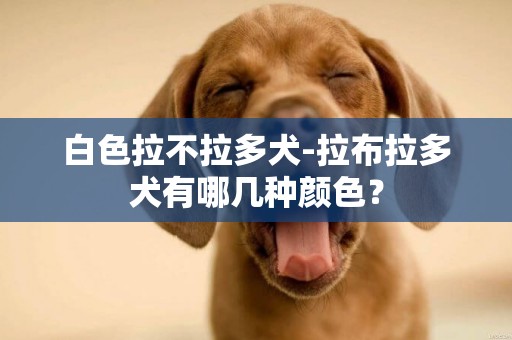 白色拉不拉多犬-拉布拉多犬有哪幾種顏色？