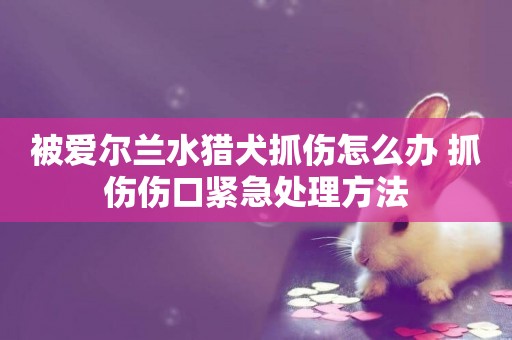 被愛爾蘭水獵犬抓傷怎么辦 抓傷傷口緊急處理方法