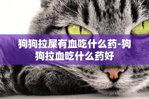狗狗拉屎有血吃什么藥-狗狗拉血吃什么藥好