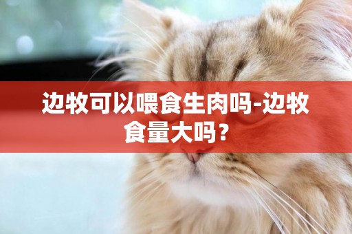 邊牧可以喂食生肉嗎-邊牧食量大嗎？
