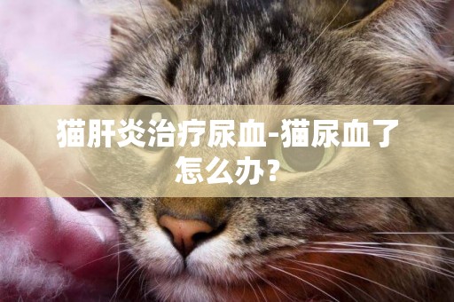 貓肝炎治療尿血-貓尿血了怎么辦？