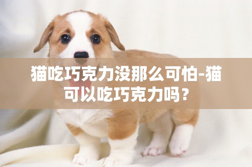 貓吃巧克力沒那么可怕-貓可以吃巧克力嗎？