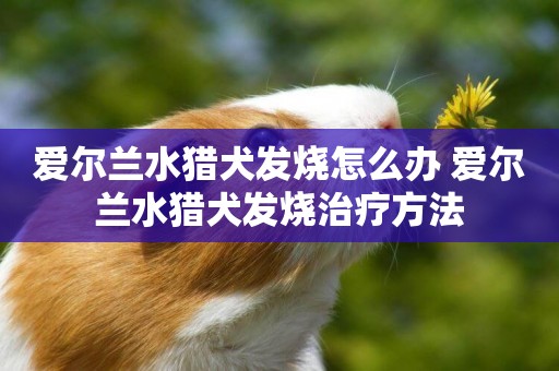 愛爾蘭水獵犬發燒怎么辦 愛爾蘭水獵犬發燒治療方法