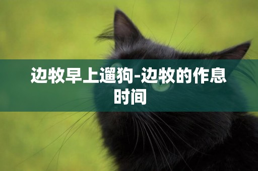 邊牧早上遛狗-邊牧的作息時間
