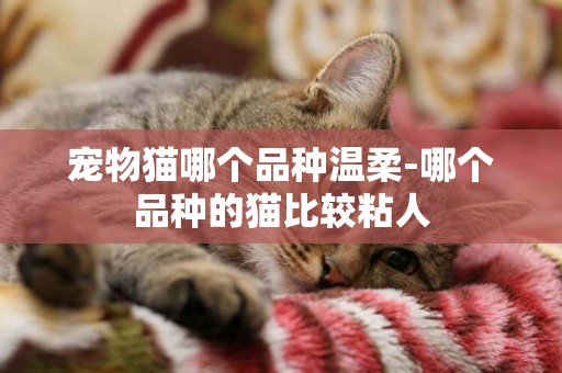 寵物貓哪個品種溫柔-哪個品種的貓比較粘人