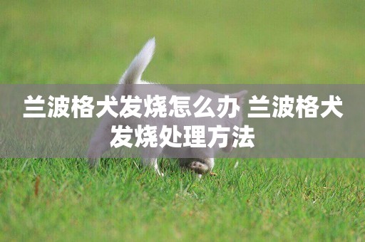 蘭波格犬發燒怎么辦 蘭波格犬發燒處理方法