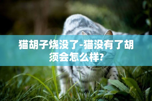 貓胡子燒沒了-貓沒有了胡須會怎么樣?