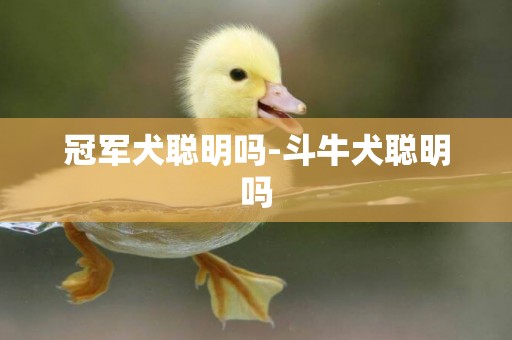 冠軍犬聰明嗎-斗牛犬聰明嗎