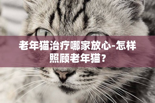 老年貓治療哪家放心-怎樣照顧老年貓？