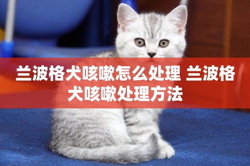 蘭波格犬咳嗽怎么處理 蘭波格犬咳嗽處理方法