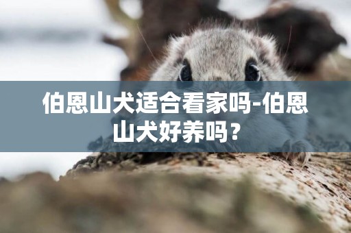 伯恩山犬適合看家嗎-伯恩山犬好養嗎？