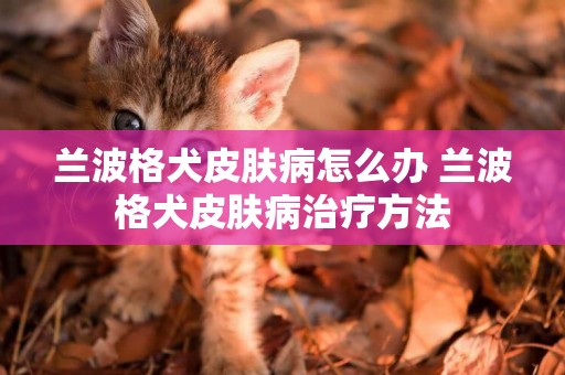 蘭波格犬皮膚病怎么辦 蘭波格犬皮膚病治療方法