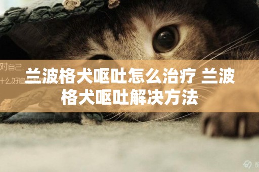 蘭波格犬嘔吐怎么治療 蘭波格犬嘔吐解決方法