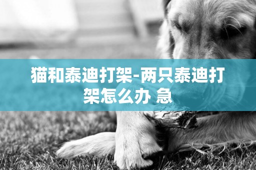 貓和泰迪打架-兩只泰迪打架怎么辦 急