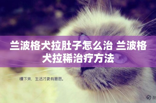 蘭波格犬拉肚子怎么治 蘭波格犬拉稀治療方法
