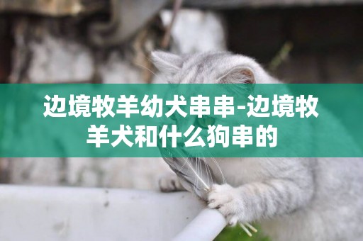 邊境牧羊幼犬串串-邊境牧羊犬和什么狗串的