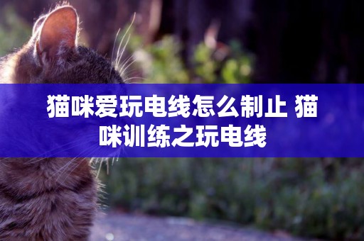 貓咪愛玩電線怎么制止 貓咪訓練之玩電線