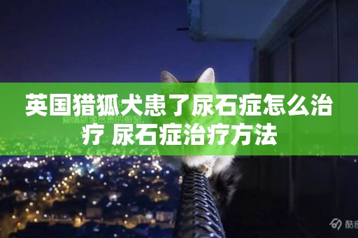 英國獵狐犬患了尿石癥怎么治療 尿石癥治療方法