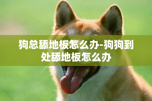 狗總舔地板怎么辦-狗狗到處舔地板怎么辦