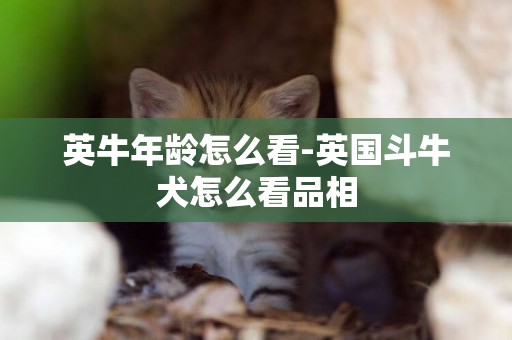 英牛年齡怎么看-英國斗牛犬怎么看品相