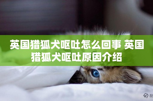 英國獵狐犬嘔吐怎么回事 英國獵狐犬嘔吐原因介紹