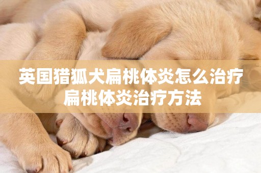 英國獵狐犬扁桃體炎怎么治療 扁桃體炎治療方法