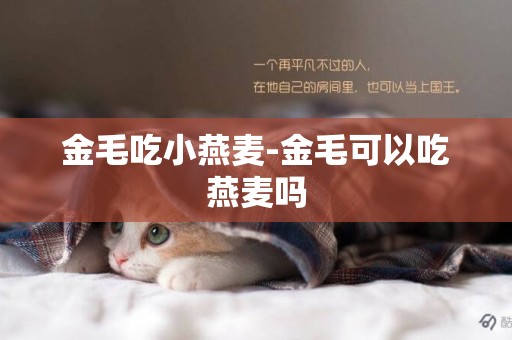金毛吃小燕麥-金毛可以吃燕麥嗎