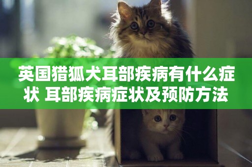 英國獵狐犬耳部疾病有什么癥狀 耳部疾病癥狀及預防方法