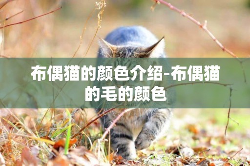 布偶貓的顏色介紹-布偶貓的毛的顏色