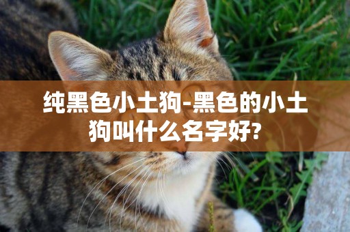 純黑色小土狗-黑色的小土狗叫什么名字好?