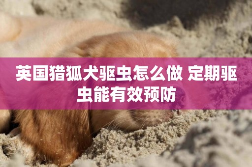 英國獵狐犬驅蟲怎么做 定期驅蟲能有效預防
