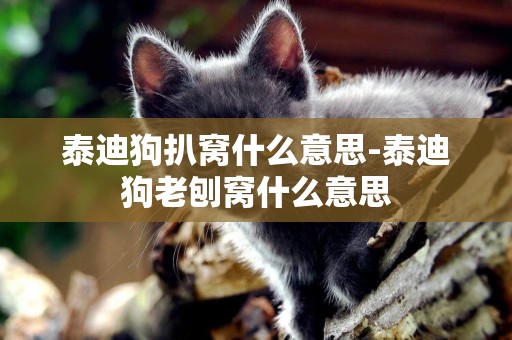 泰迪狗扒窩什么意思-泰迪狗老刨窩什么意思