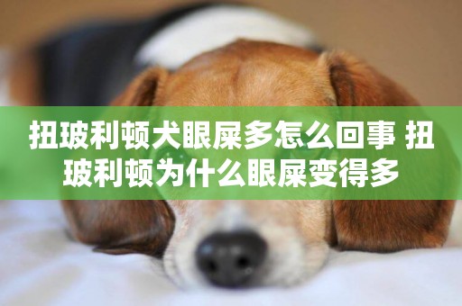 扭玻利頓犬眼屎多怎么回事 扭玻利頓為什么眼屎變得多