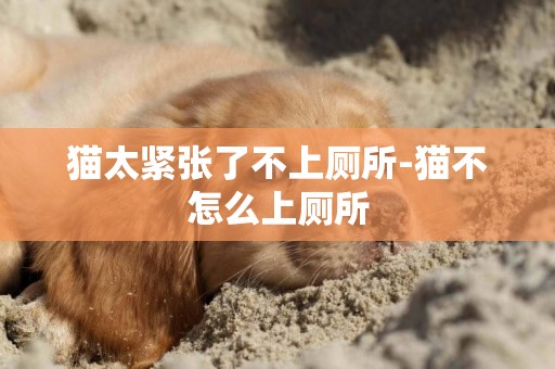 貓太緊張了不上廁所-貓不怎么上廁所