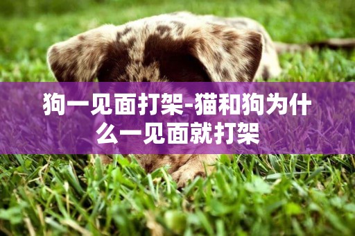 狗一見面打架-貓和狗為什么一見面就打架