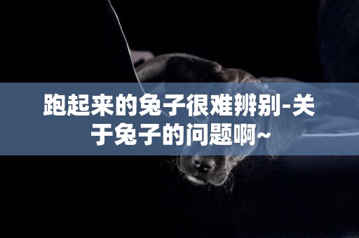 跑起來的兔子很難辨別-關于兔子的問題啊~