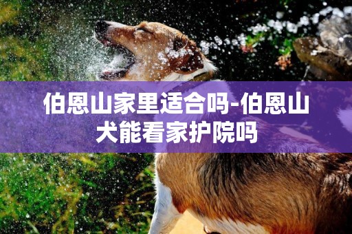 伯恩山家里適合嗎-伯恩山犬能看家護院嗎