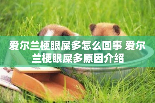 愛爾蘭梗眼屎多怎么回事 愛爾蘭梗眼屎多原因介紹