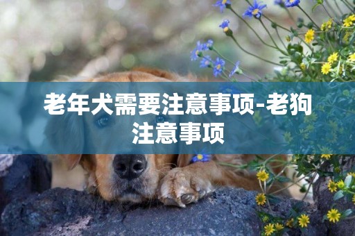 老年犬需要注意事項-老狗注意事項