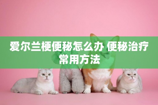 愛爾蘭梗便秘怎么辦 便秘治療常用方法