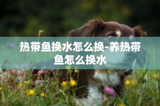 熱帶魚換水怎么換-養熱帶魚怎么換水