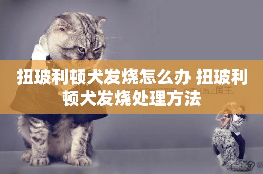 扭玻利頓犬發燒怎么辦 扭玻利頓犬發燒處理方法