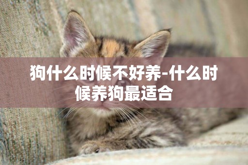 狗什么時候不好養-什么時候養狗最適合