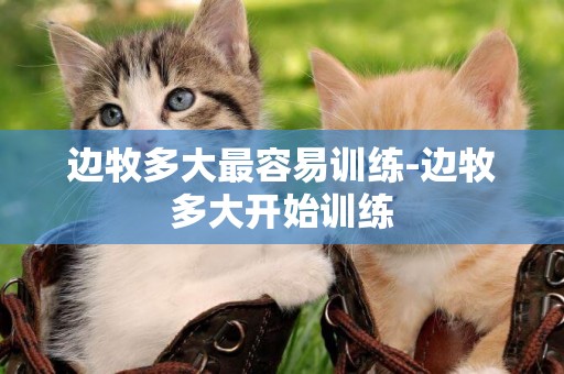 邊牧多大最容易訓練-邊牧多大開始訓練