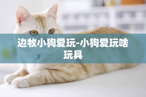 邊牧小狗愛玩-小狗愛玩啥玩具