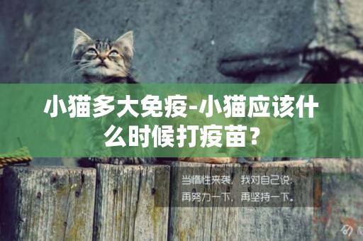 小貓多大免疫-小貓應該什么時候打疫苗？